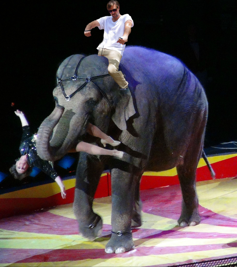Illustration for article titled Penabler goes to the circus